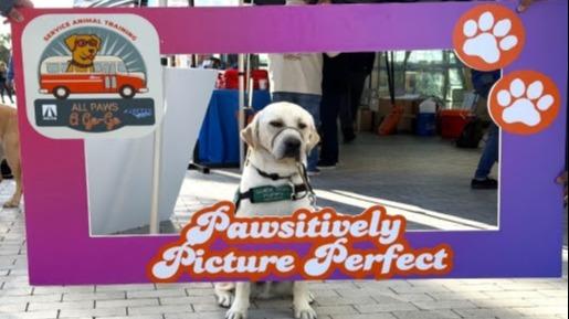 More than 300 Dogs Practice Riding OC Buses to Better Serve Those Who Rely on Them