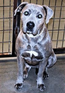 PET OF THE WEEK - April 6, 2017ng - Cover Image