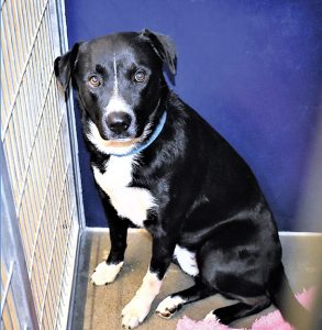 PET OF THE WEEK - March 29, 2018ng - Cover Image