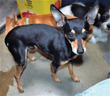 PET OF THE WEEK - September 6th, 2018ng - Cover Image