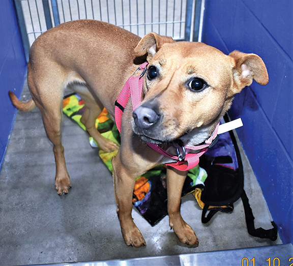 PET OF THE WEEK - January 17, 2019ng - Cover Image