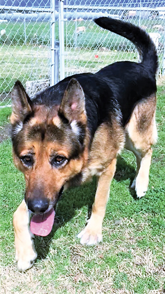 PET OF THE WEEK - February 14, 2019ng - Cover Image