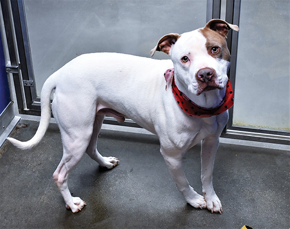 PET OF THE WEEK - February 21, 2019ng - Cover Image