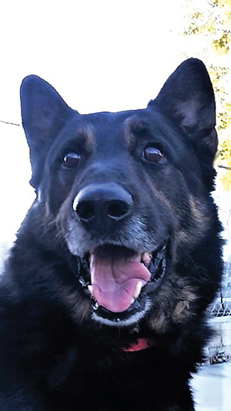 PET OF THE WEEK - February 28, 2019ng - Cover Image