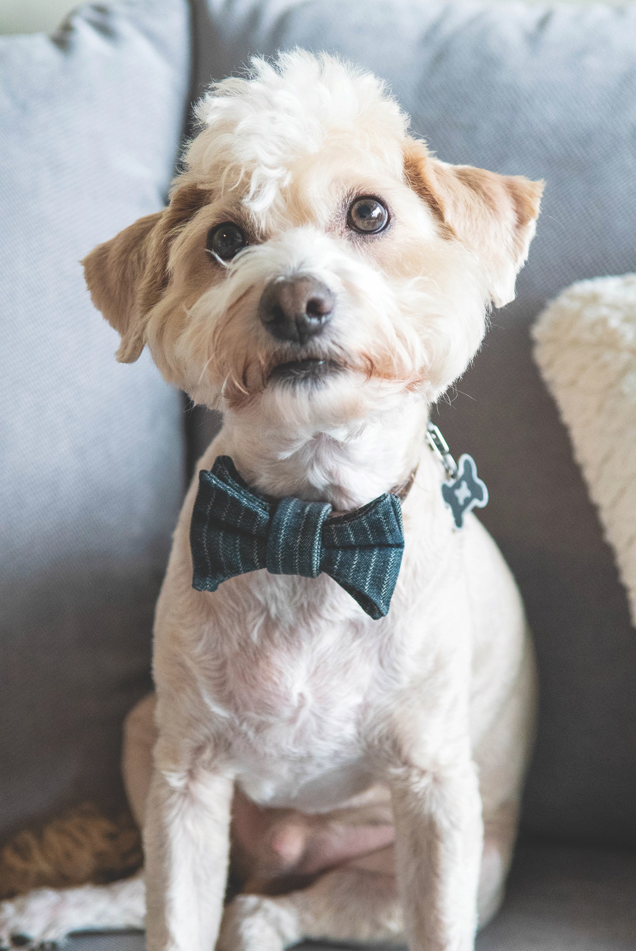Pet poisons that may be lurking in your home - Cover Image